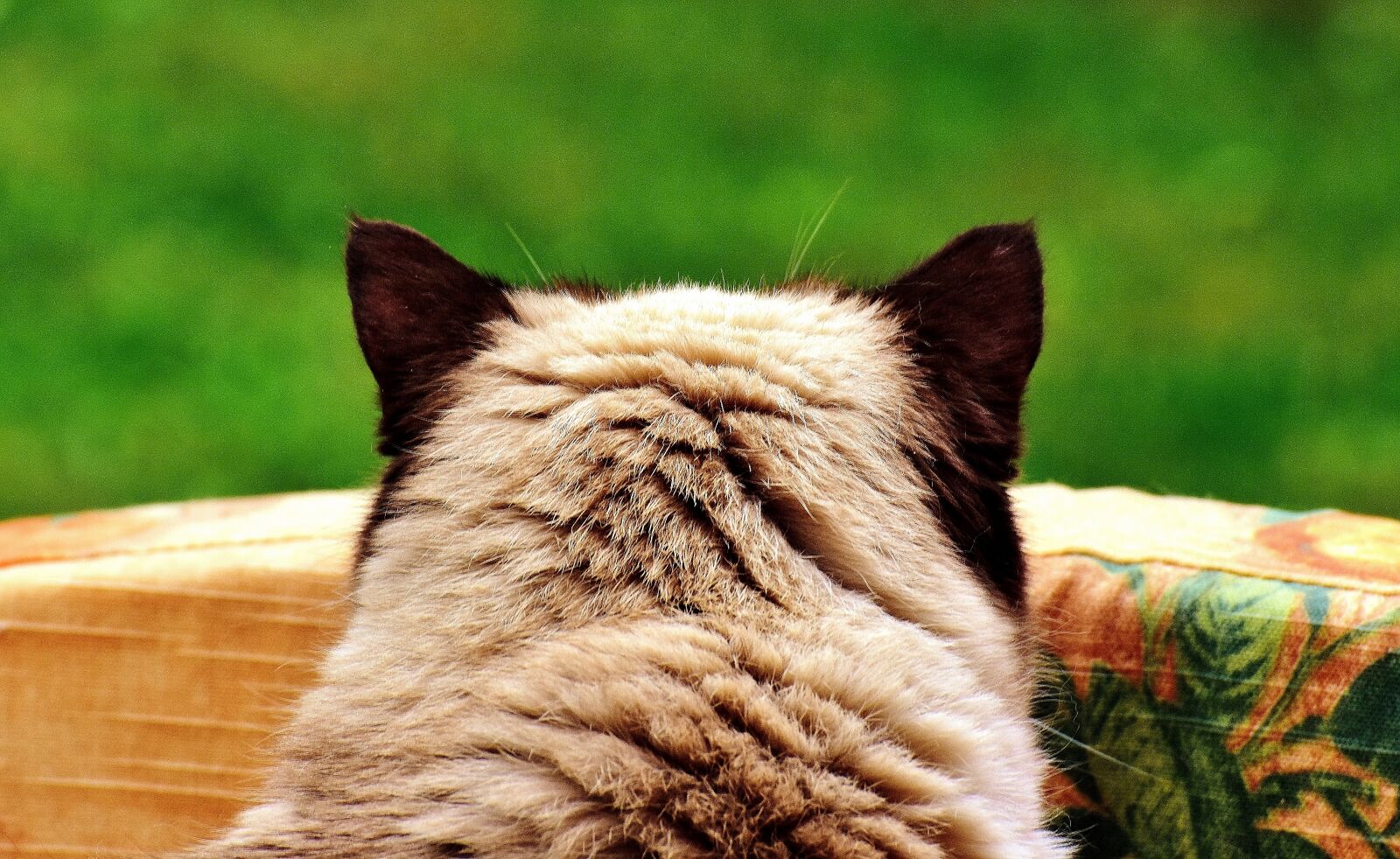 Nikon D7200 sample photo. British shorthair, cat, animal photography
