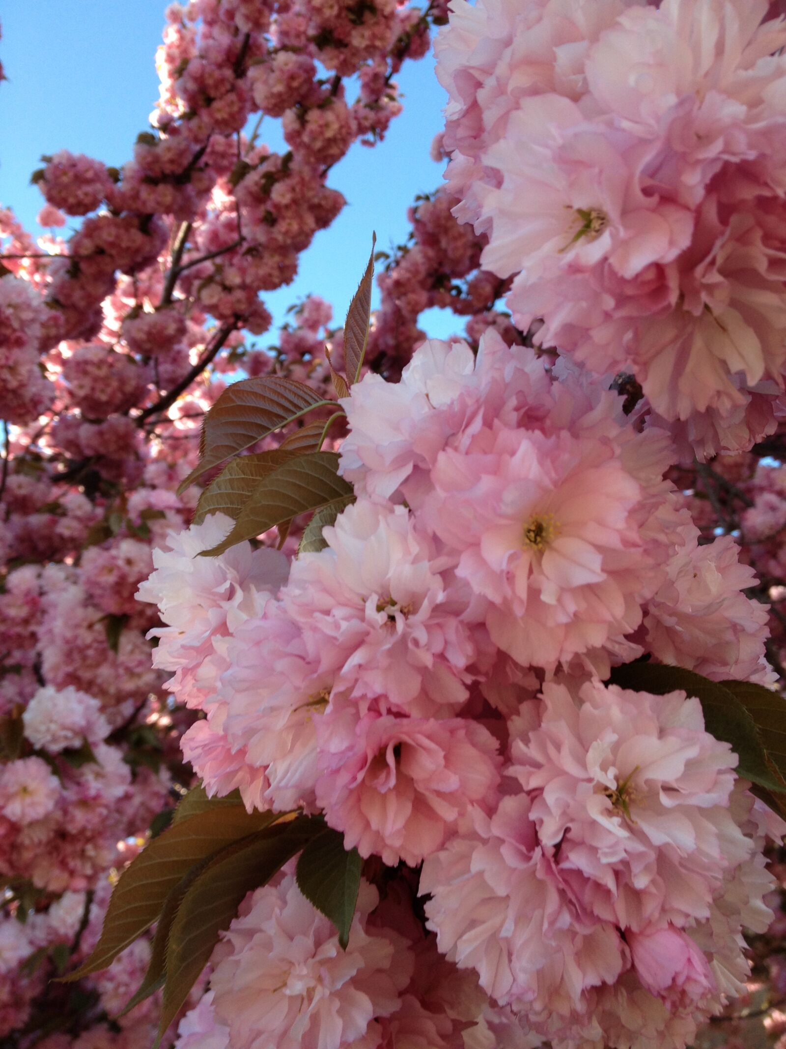 Apple iPhone 4S sample photo. Flowers, pink, nature photography
