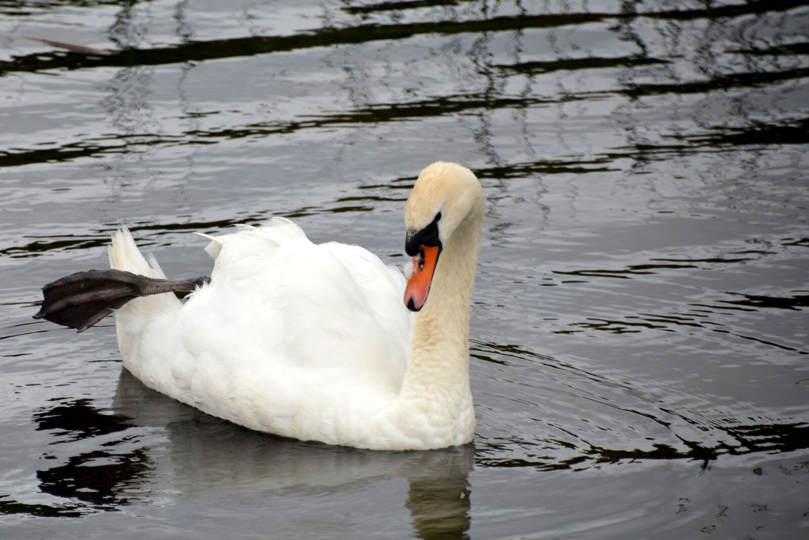 Nikon D5100 sample photo. Swan, water, swans photography