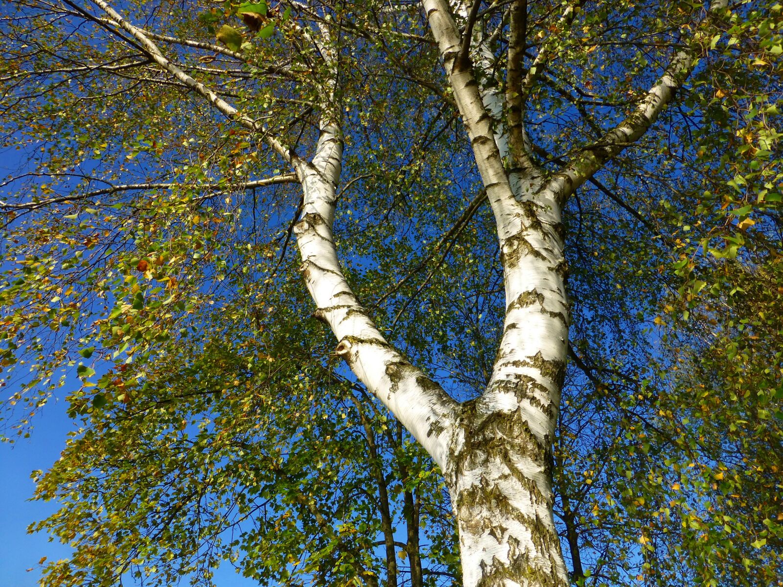 Panasonic DMC-TZ31 sample photo. Birch, autumn, skyward photography