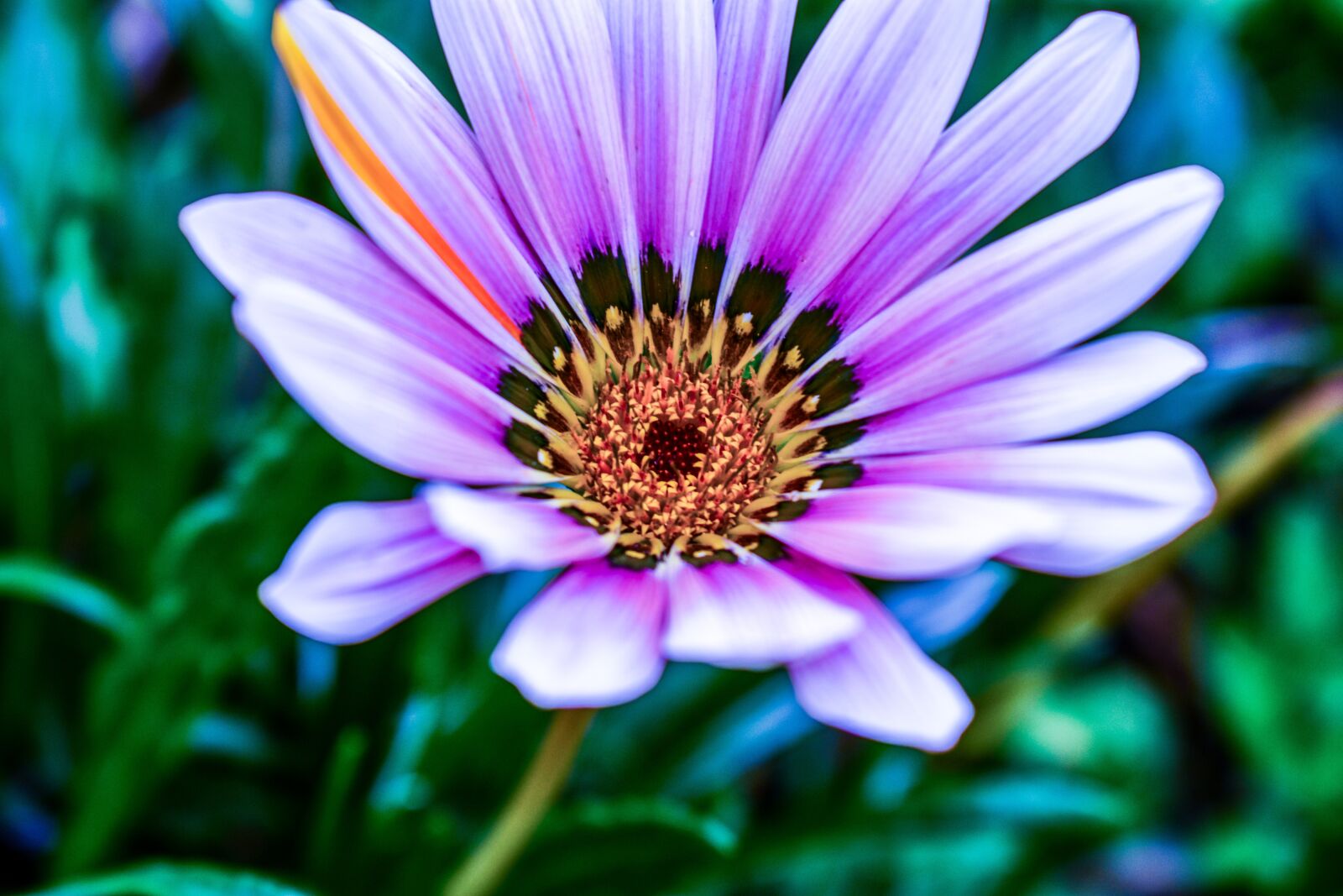 Nikon D3400 sample photo. Beautiful flower, nature, garden photography