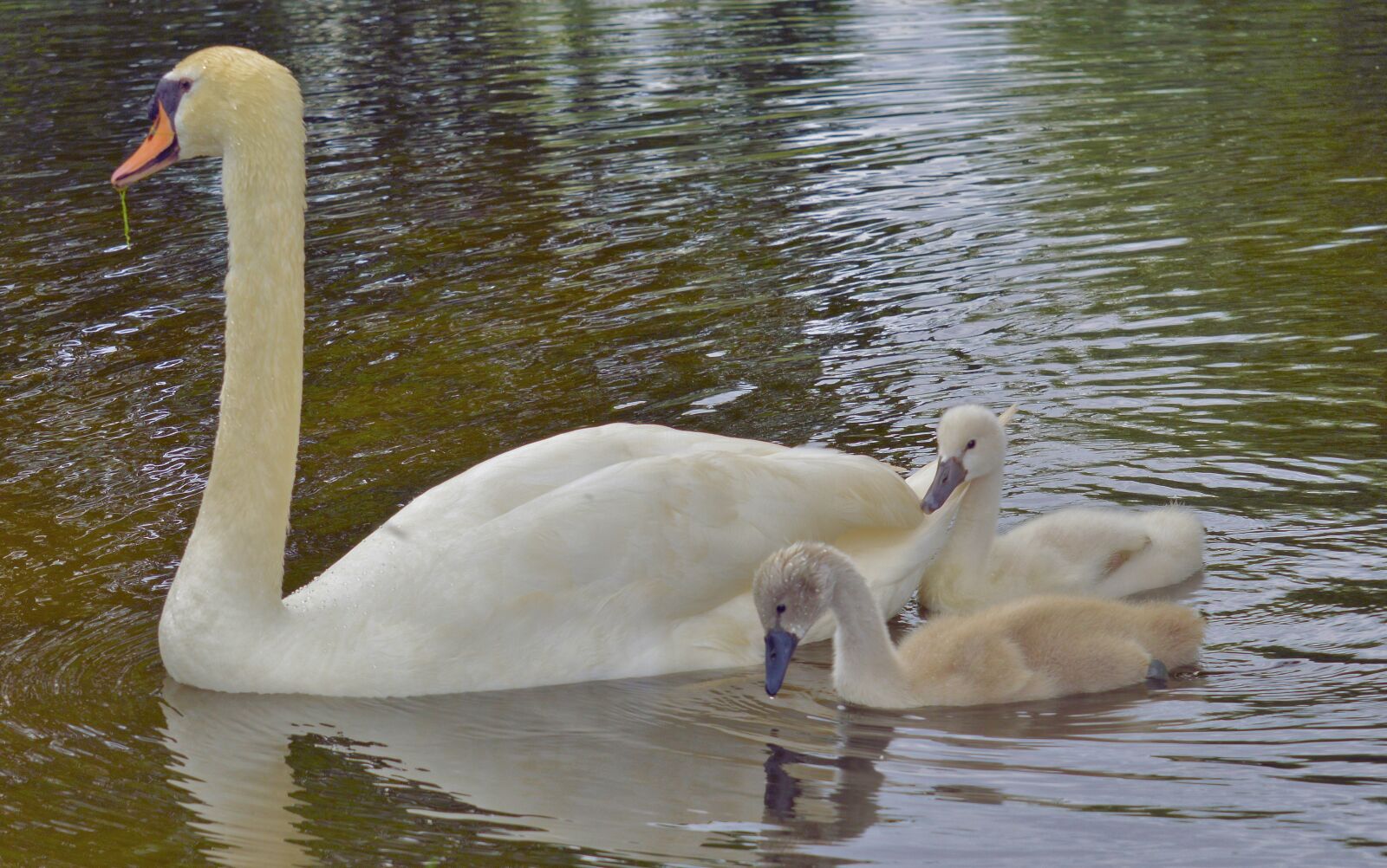 Nikon D3200 sample photo. Nature, water, lake photography