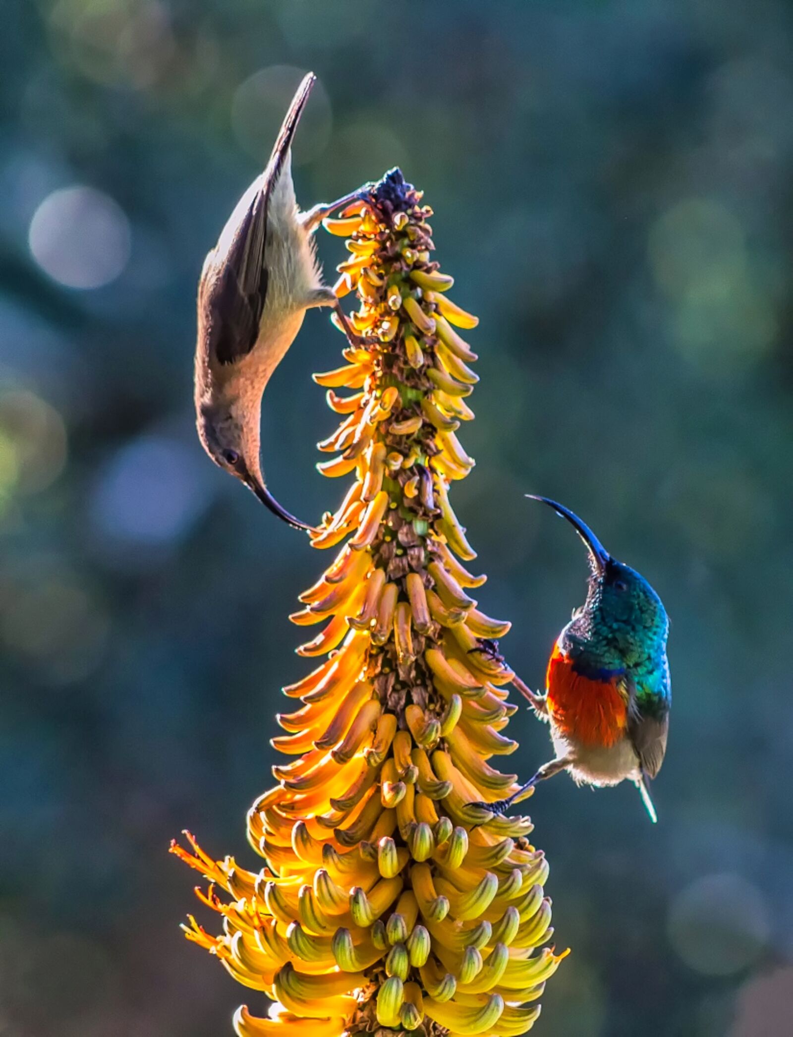 Canon EF75-300mm f/4-5.6 sample photo. Sunbird, animal, wildlife photography