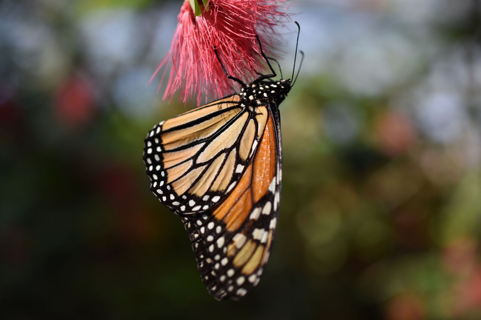 Nikon D3400 sample photo. Butterfly, nature, insect photography
