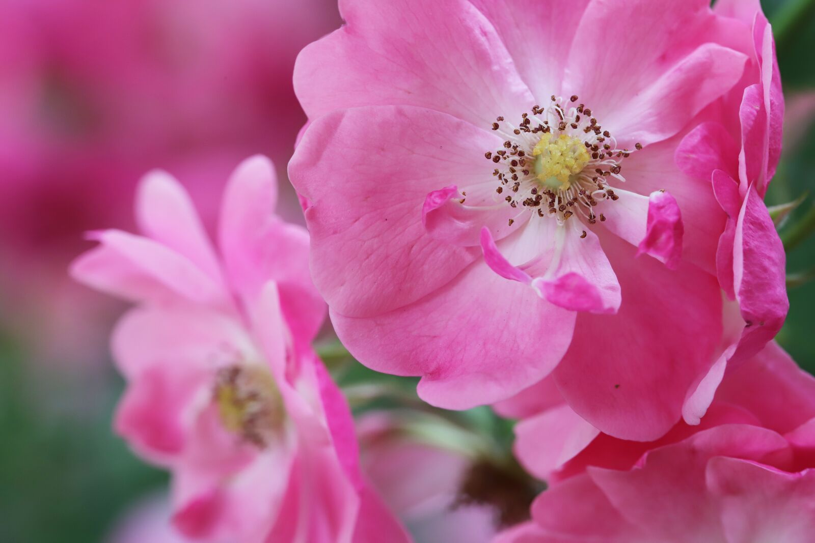 Canon EOS 6D Mark II sample photo. Rose, flowers, love photography