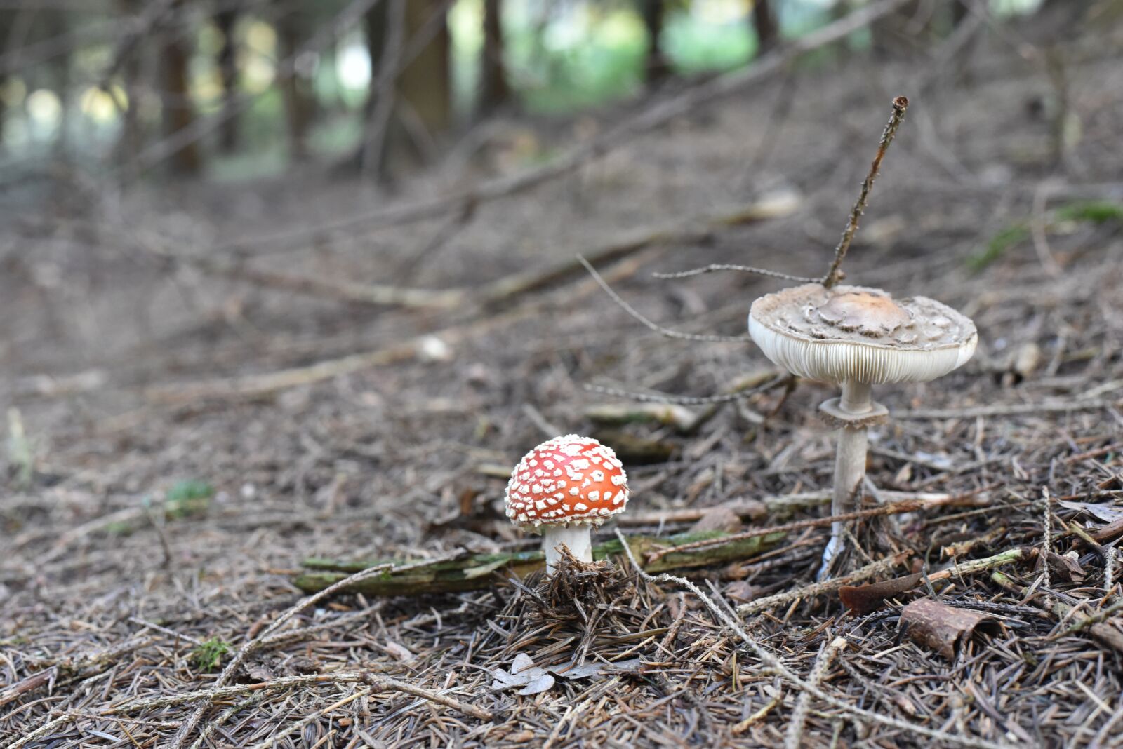 Nikon D750 sample photo. Fly agaric, mushrooms, nature photography