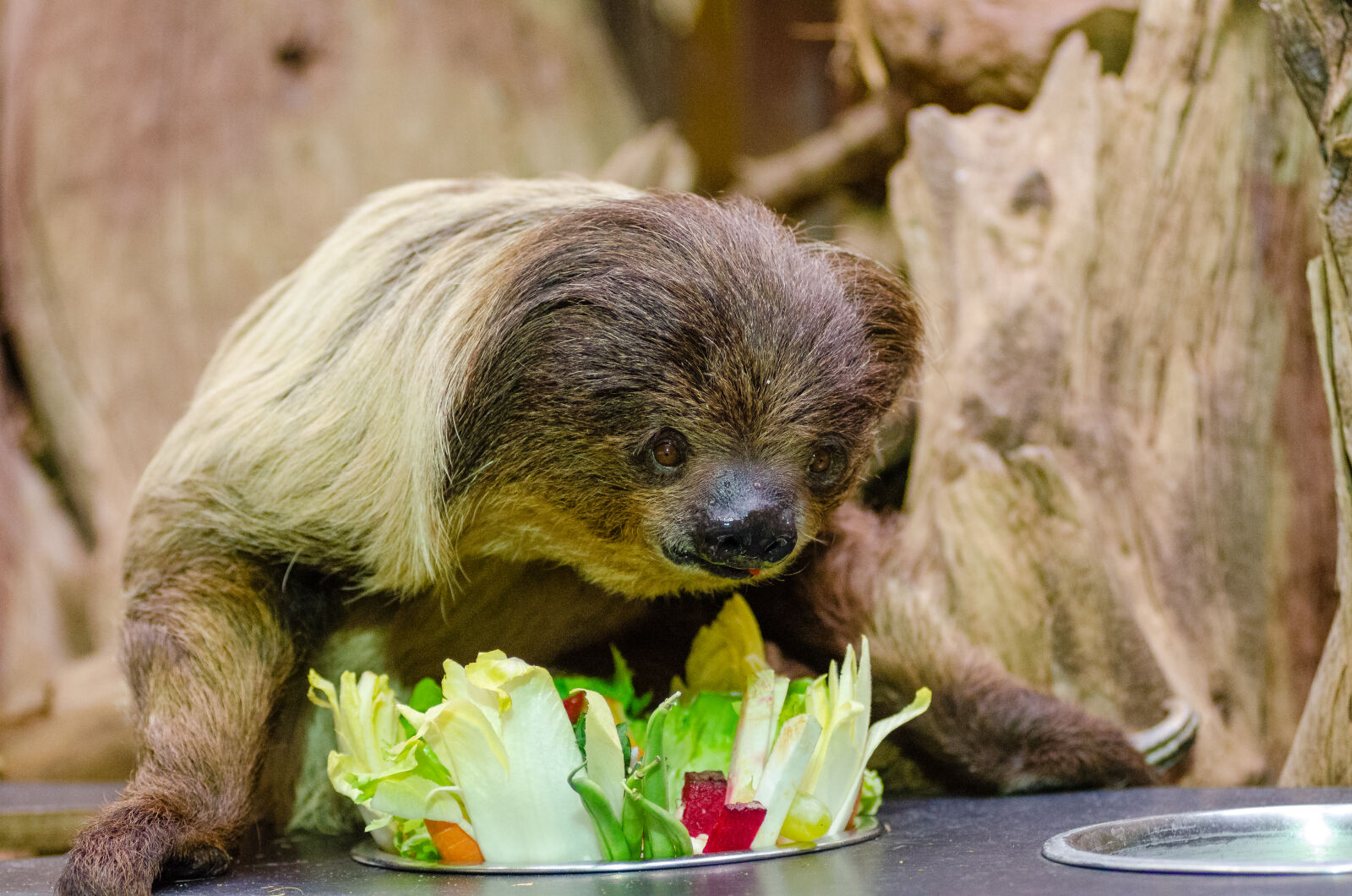 AF Zoom-Nikkor 80-200mm f/2.8 ED sample photo. White, and, brown, sloth photography