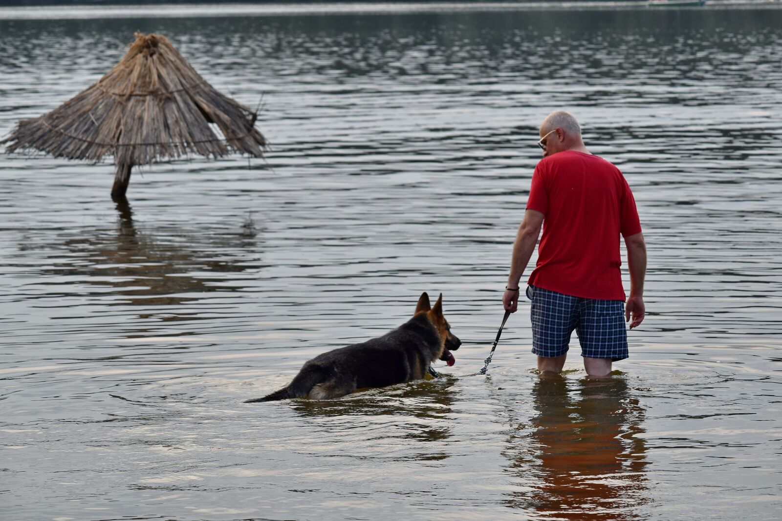 Nikon D5500 sample photo. Dog, man, summer time photography
