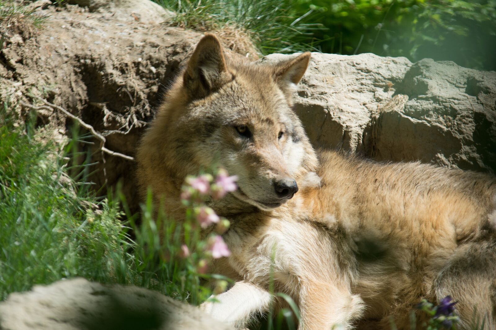 Nikon D7100 sample photo. Wolf, wild animal, predator photography