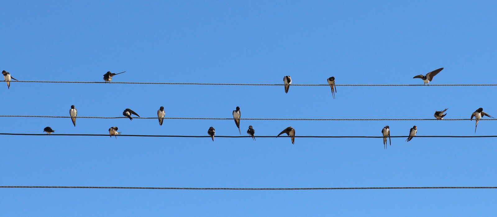 Canon EOS 700D (EOS Rebel T5i / EOS Kiss X7i) + Canon EF 85mm F1.8 USM sample photo. Swallow, birds, wire photography