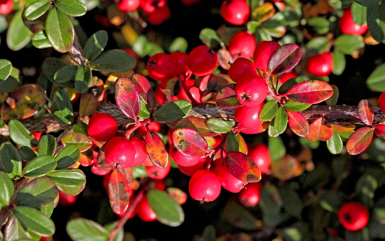 Canon EOS 5D Mark II sample photo. Cotoneaster, cotoneaster crown, shrubs photography
