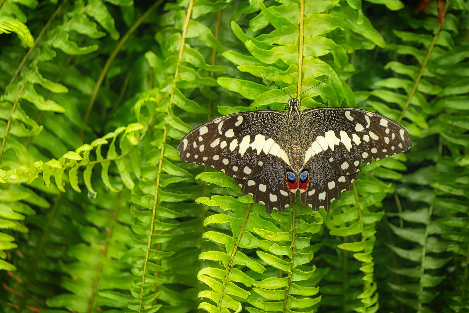 Panasonic Lumix DMC-GX8 sample photo. Butterfly, close up, insect photography
