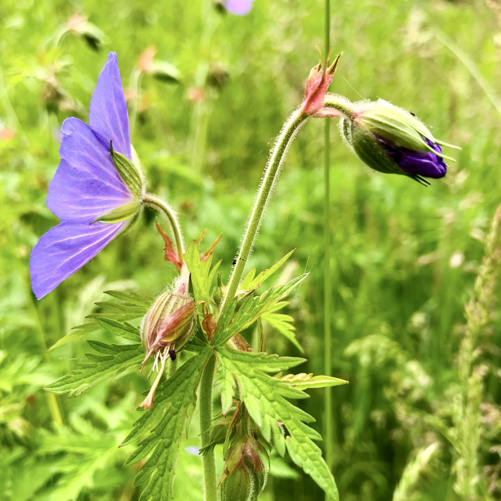 iPhone 7 back camera 3.99mm f/1.8 sample photo. Meadow cranesbill, geranium, blossom photography
