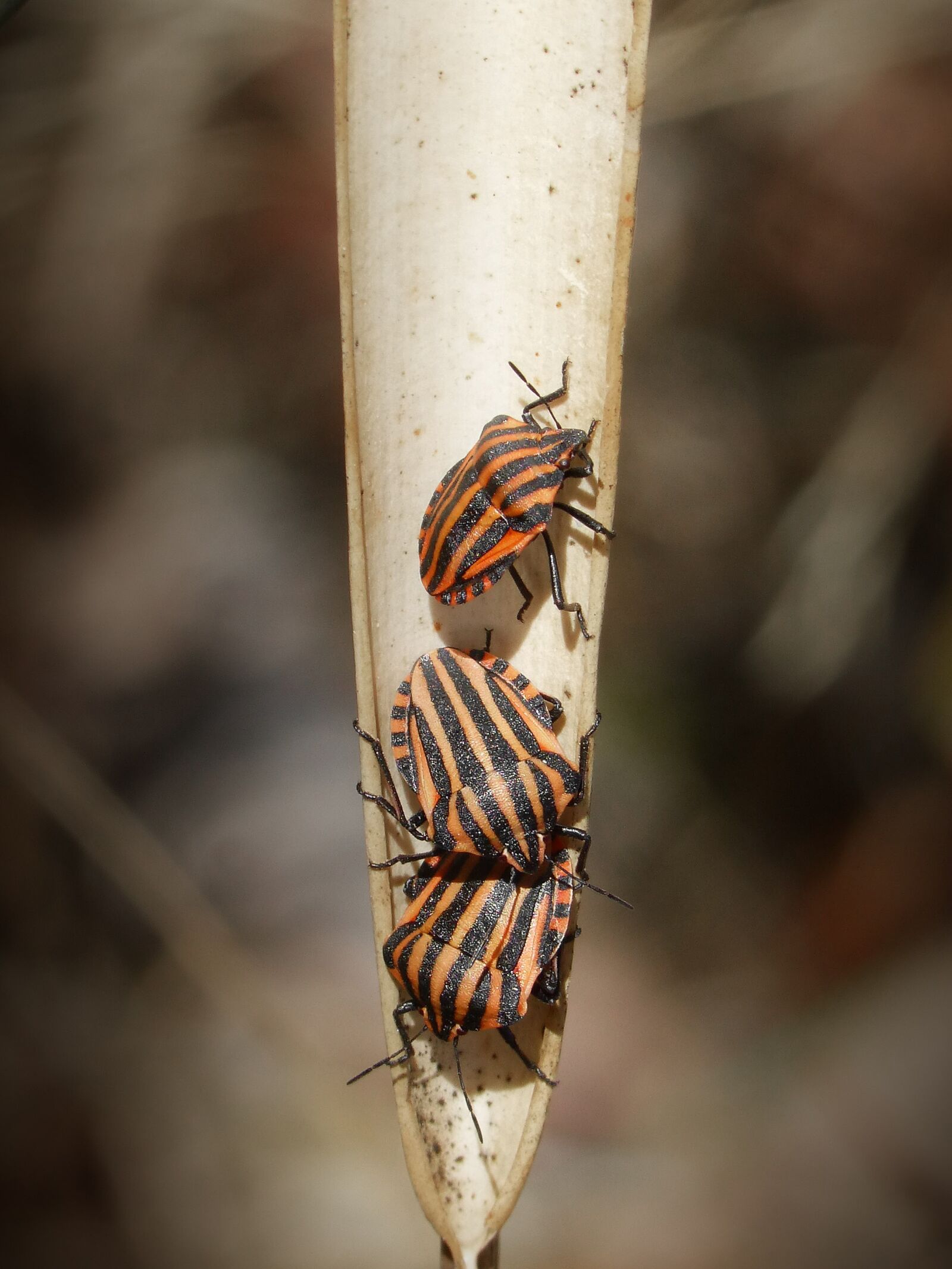 Panasonic DMC-FZ62 sample photo. Beetles, oranges, bugs photography
