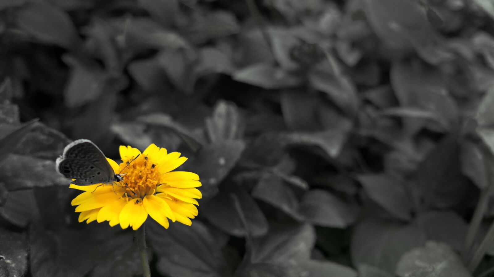 Samsung Galaxy Note4 sample photo. Flower, butterfly, insect photography