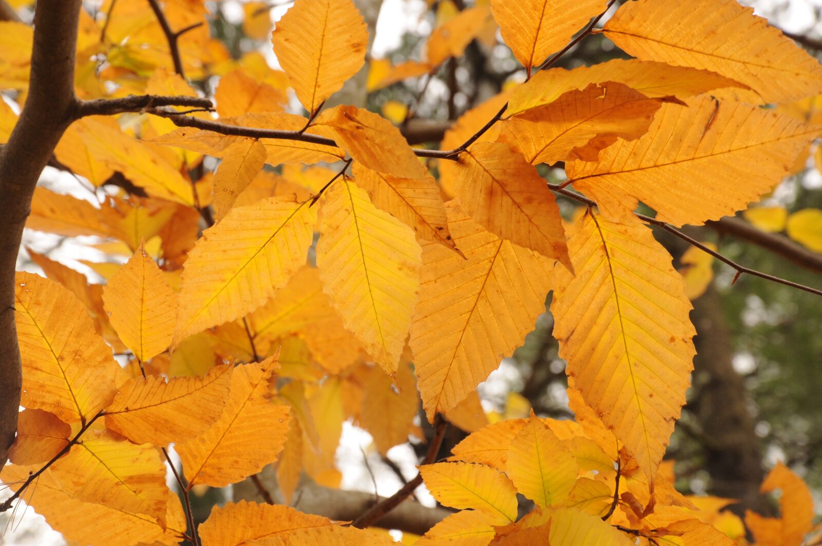 Nikon D90 sample photo. Fall, autumn, leaves photography