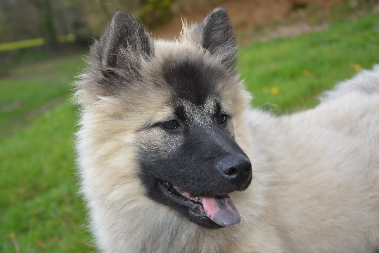 Nikon D5200 sample photo. Dog, eurasier dog christmas photography
