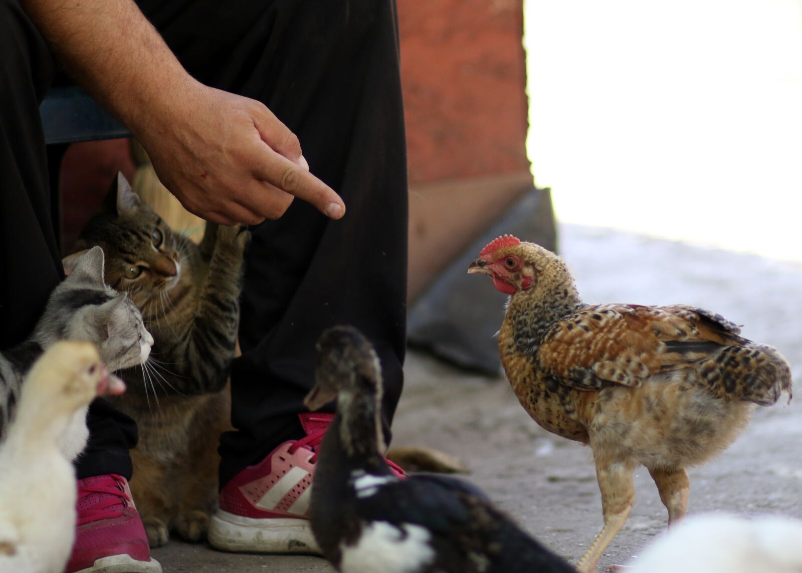 Canon EF 85mm F1.8 USM sample photo. Cat, rate, chicken photography