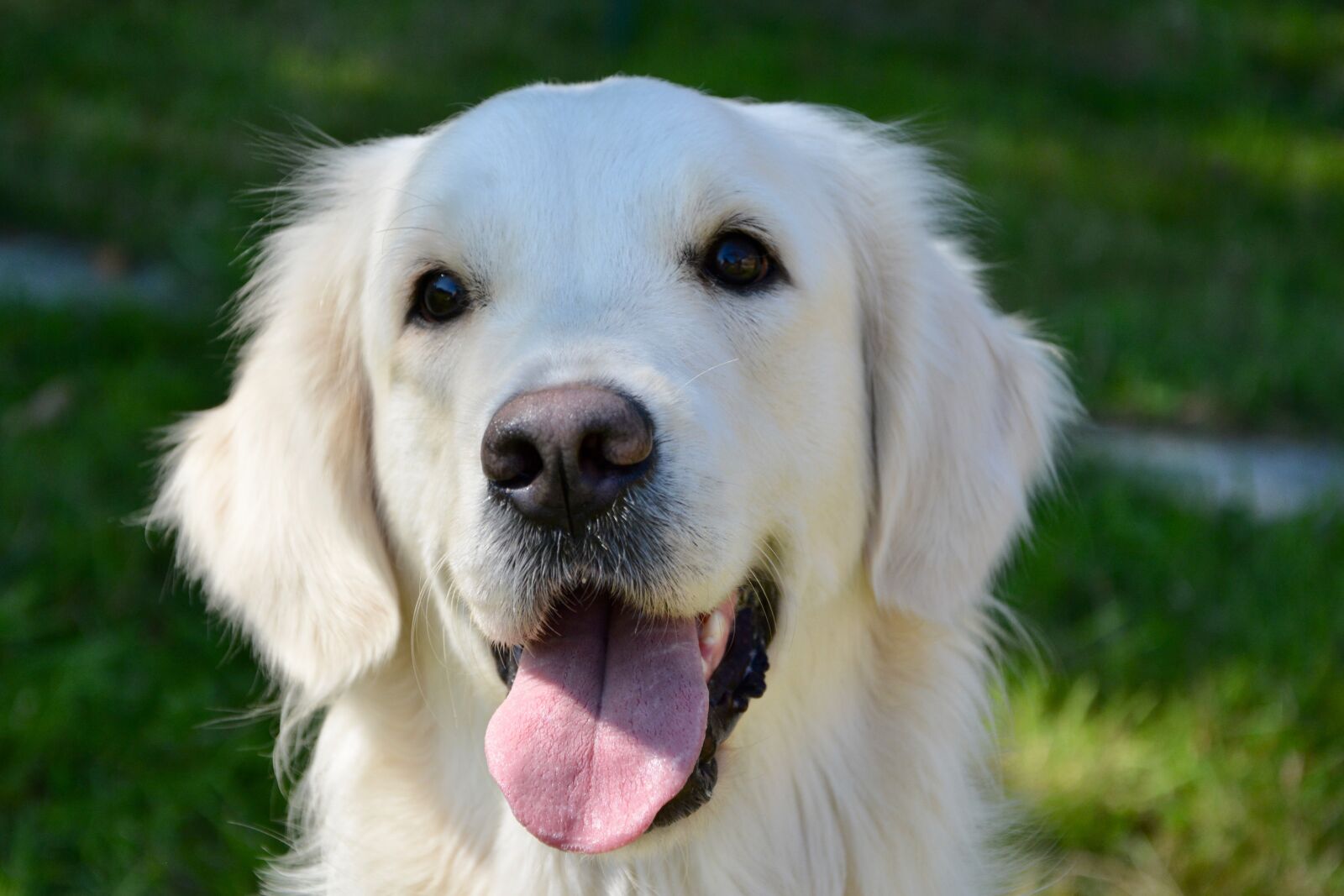 Nikon D5200 sample photo. Dog bitch, dog golden photography
