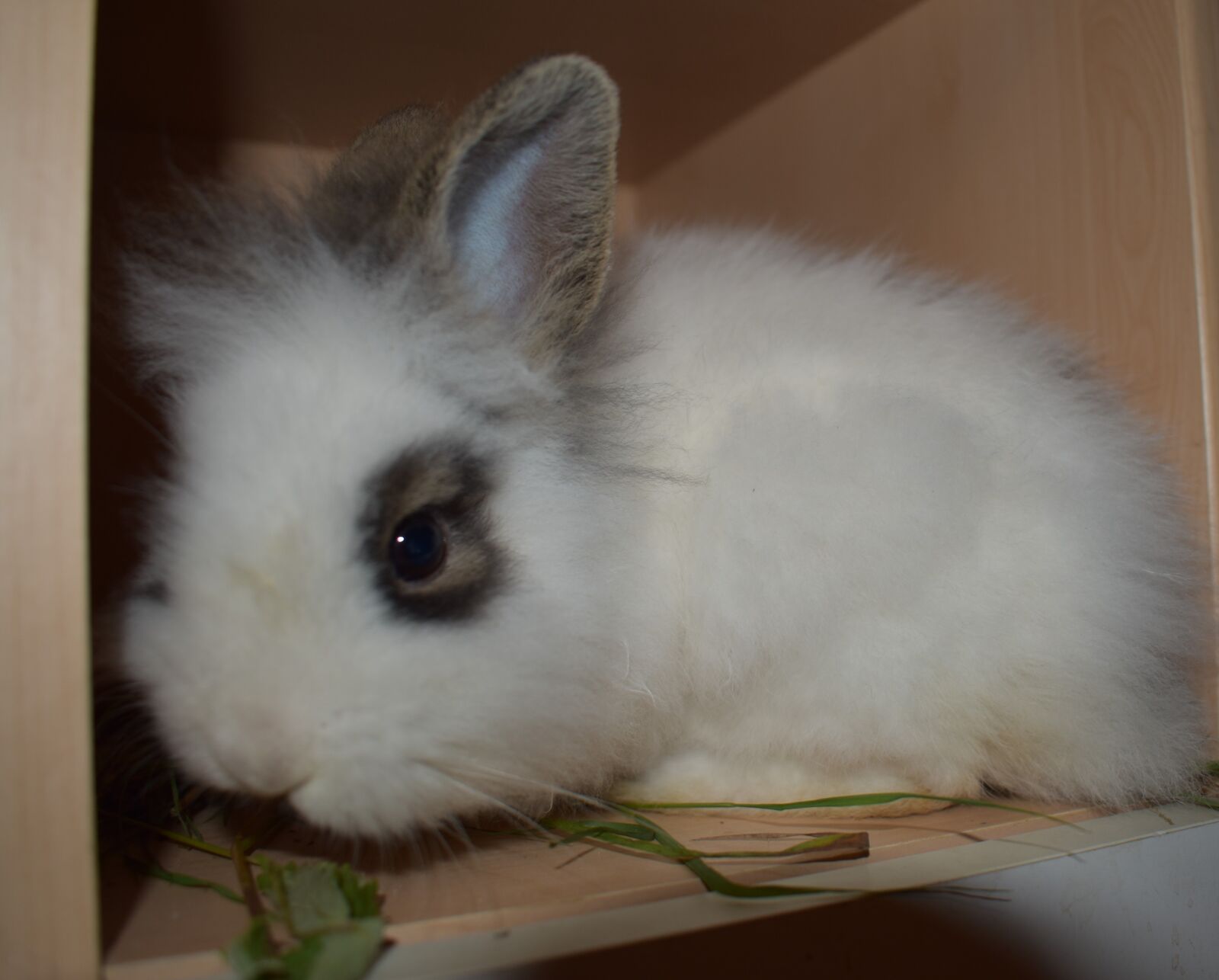 Nikon D3500 sample photo. Rabbit, hare, sweet photography