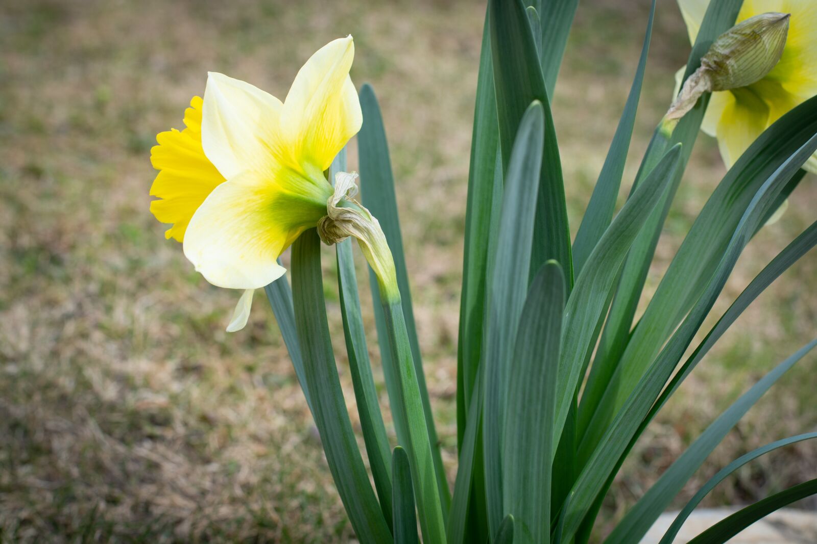 Nikon D7100 sample photo. Narcissus, yellow, flower photography