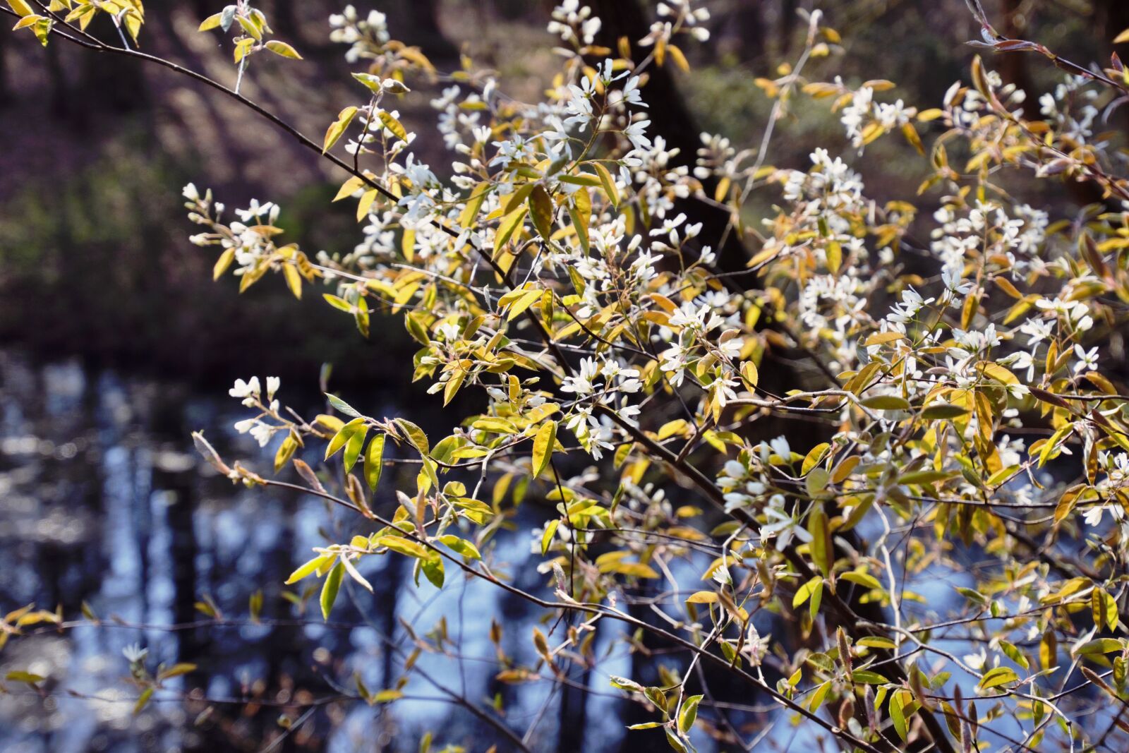 Nikon D3300 sample photo. White flowers, water, blossom photography