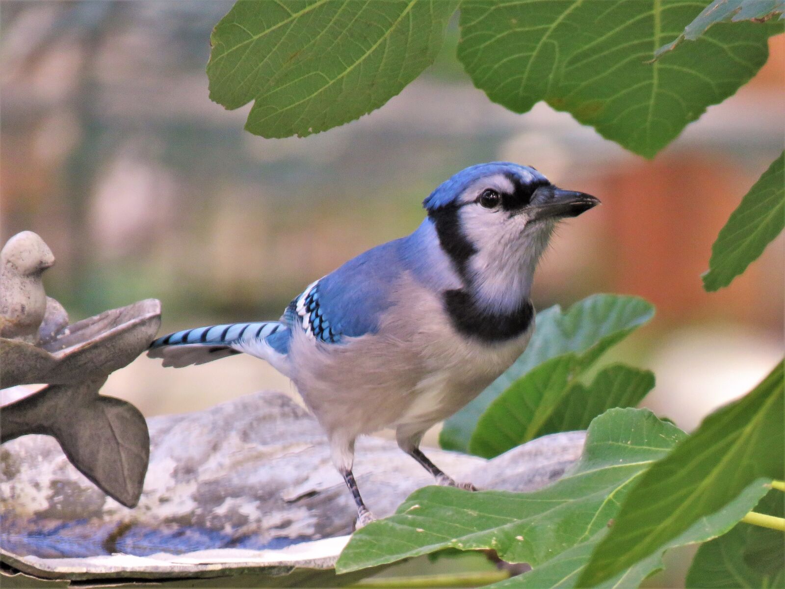 Canon PowerShot SX60 HS sample photo. Bird, blue jay, wildlife photography