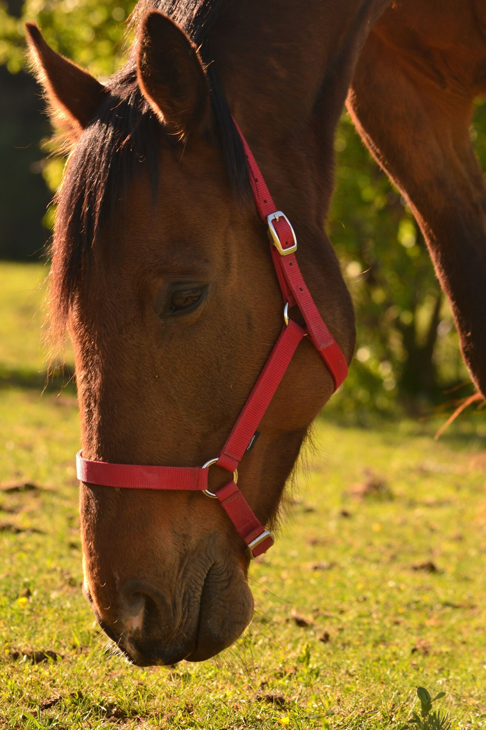 Nikon D3100 sample photo. Horse, animal, nature photography