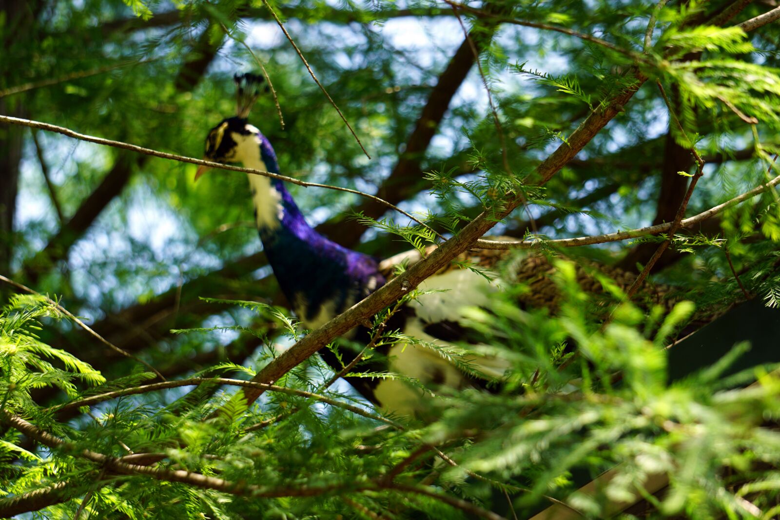 Sony E 55-210mm F4.5-6.3 OSS sample photo. Bird, tree, peacock photography