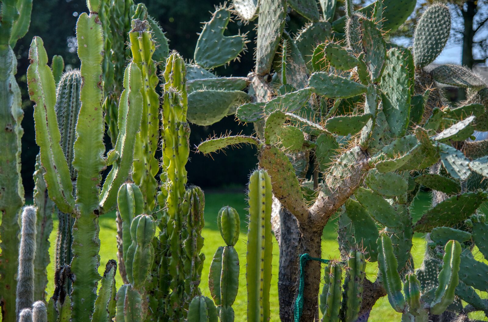 Nikon D750 sample photo. Cactus, plant, cactaceae photography
