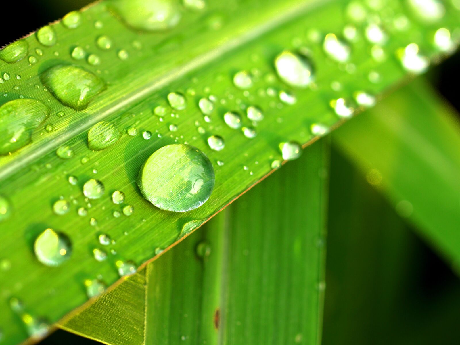 Olympus E-300 (EVOLT E-300) sample photo. Water, drops, leaf photography