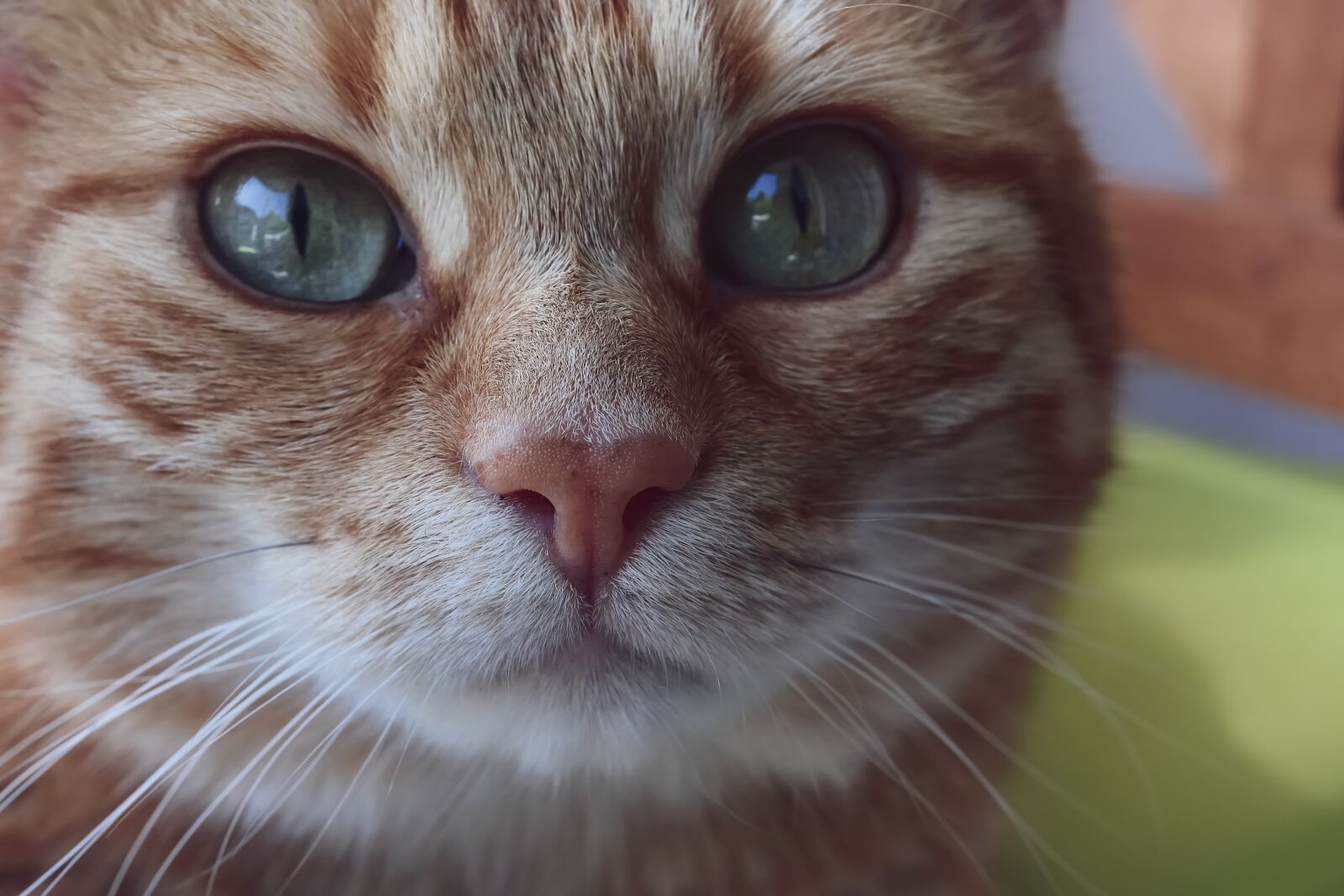 Nikon D7200 sample photo. Cat, red mackerel tabby photography