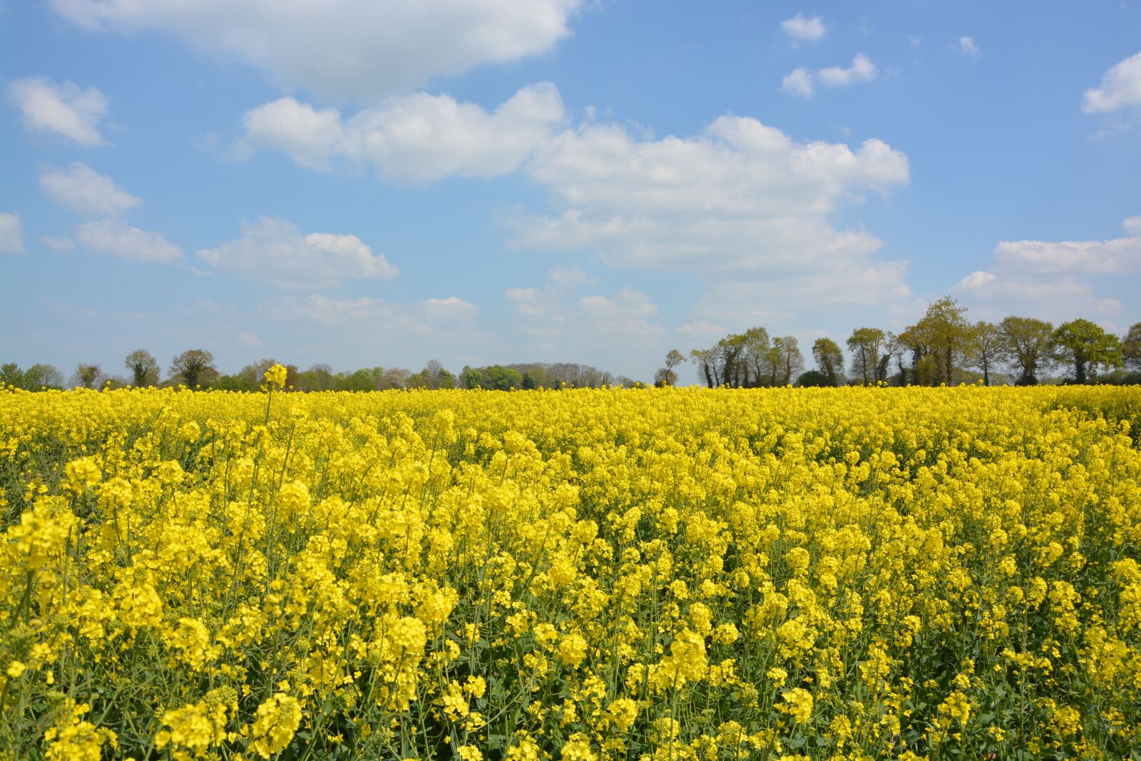 Nikon D5200 sample photo. Yellow flowers, rapeseed, sky photography
