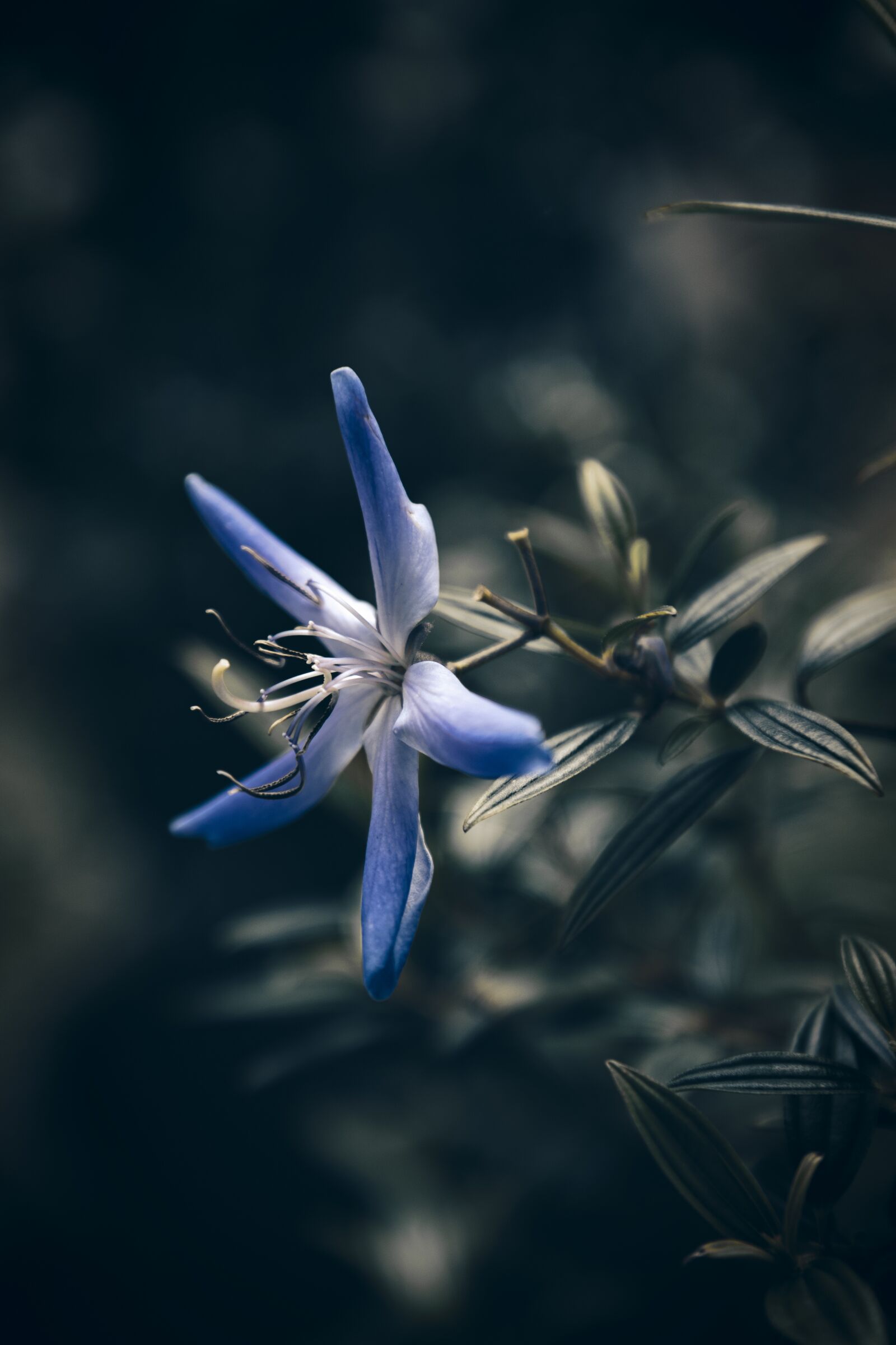 Canon EOS 6D Mark II sample photo. Sri lanka, flower, blue photography