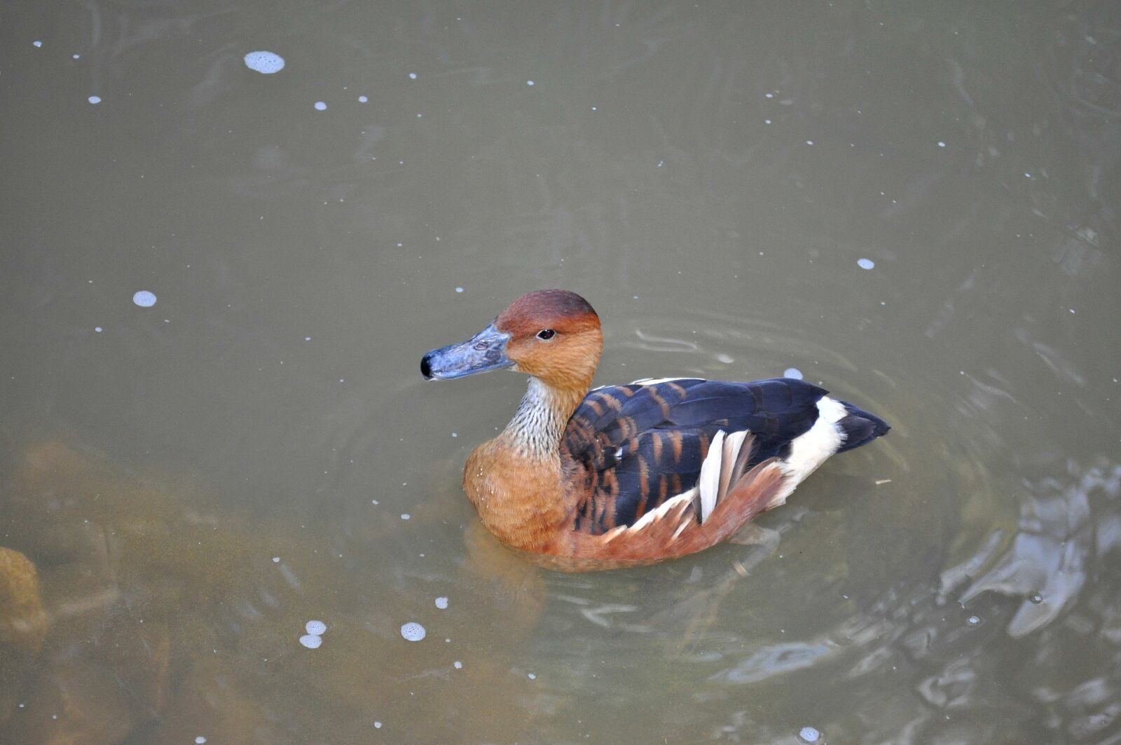 Nikon D5000 sample photo. Colorful, male, duck, swims photography