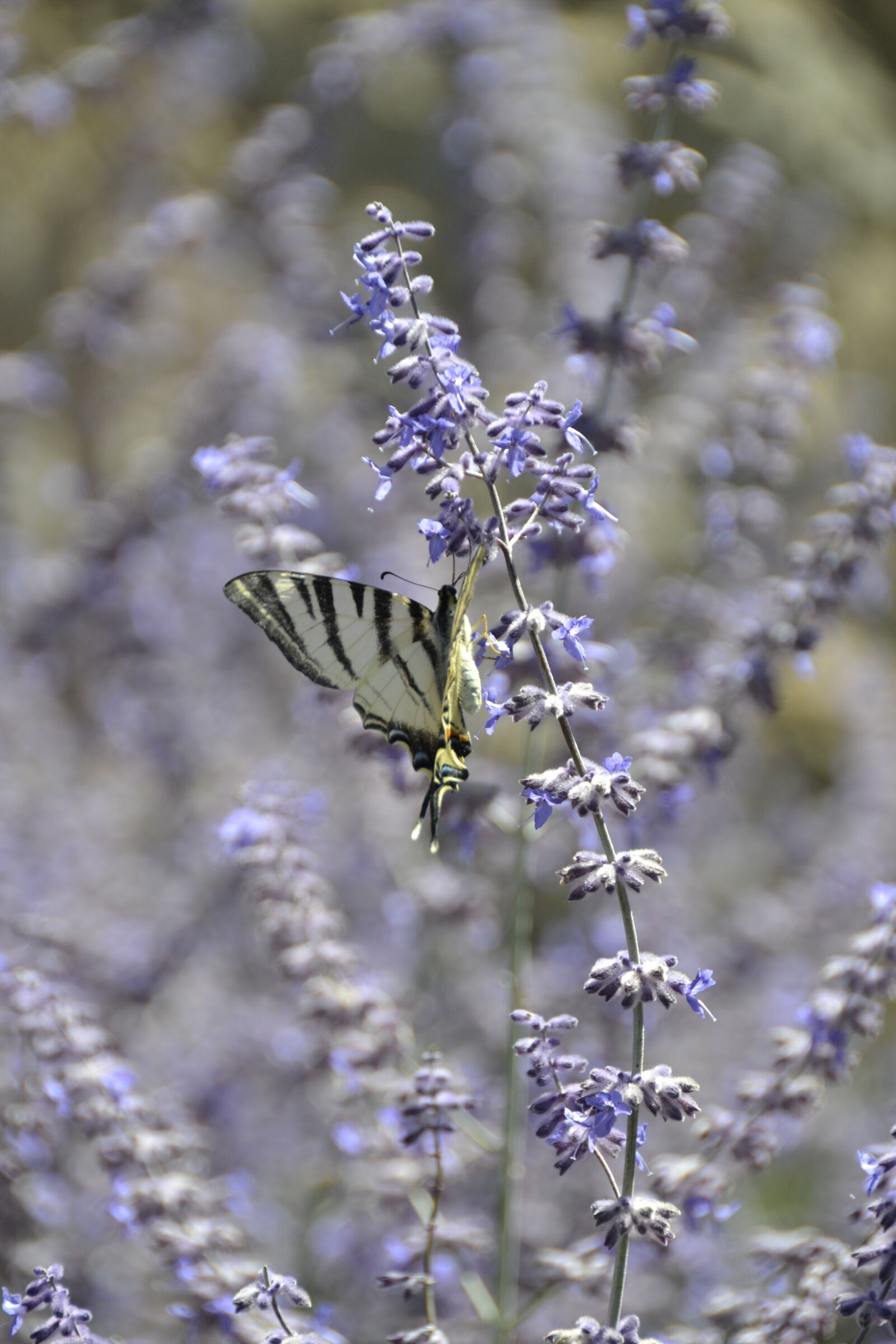 Nikon D3100 sample photo. Butterfly, nature, insect photography