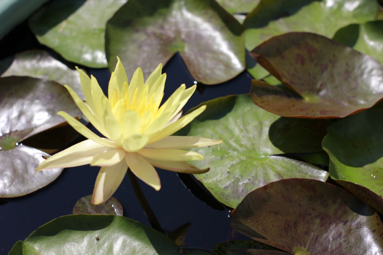 Canon EOS 550D (EOS Rebel T2i / EOS Kiss X4) sample photo. Lotus, flowers, nature photography