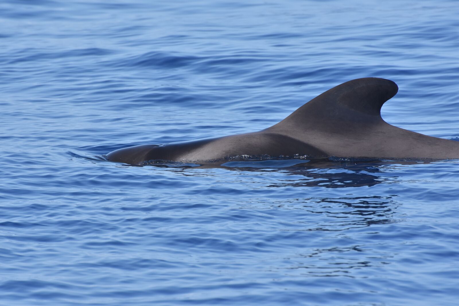Nikon D7200 sample photo. Whale, pilot whale, ocean photography