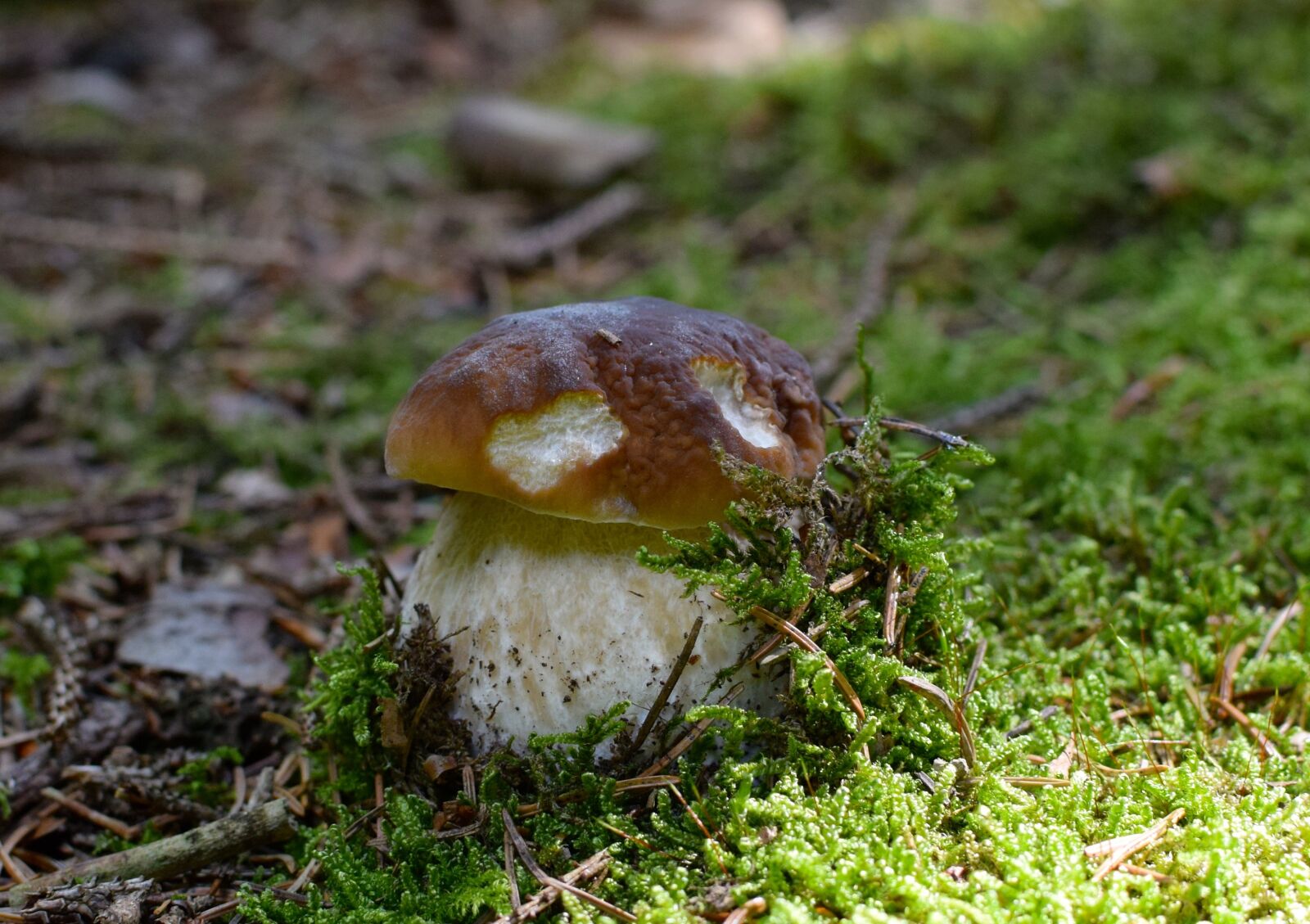 Nikon D5300 sample photo. Mushroom, cep, noble rot photography