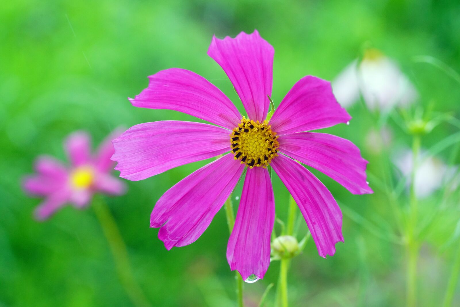 Sony a7R III + Sony FE 90mm F2.8 Macro G OSS sample photo. Cosmos, auttom, red flower photography