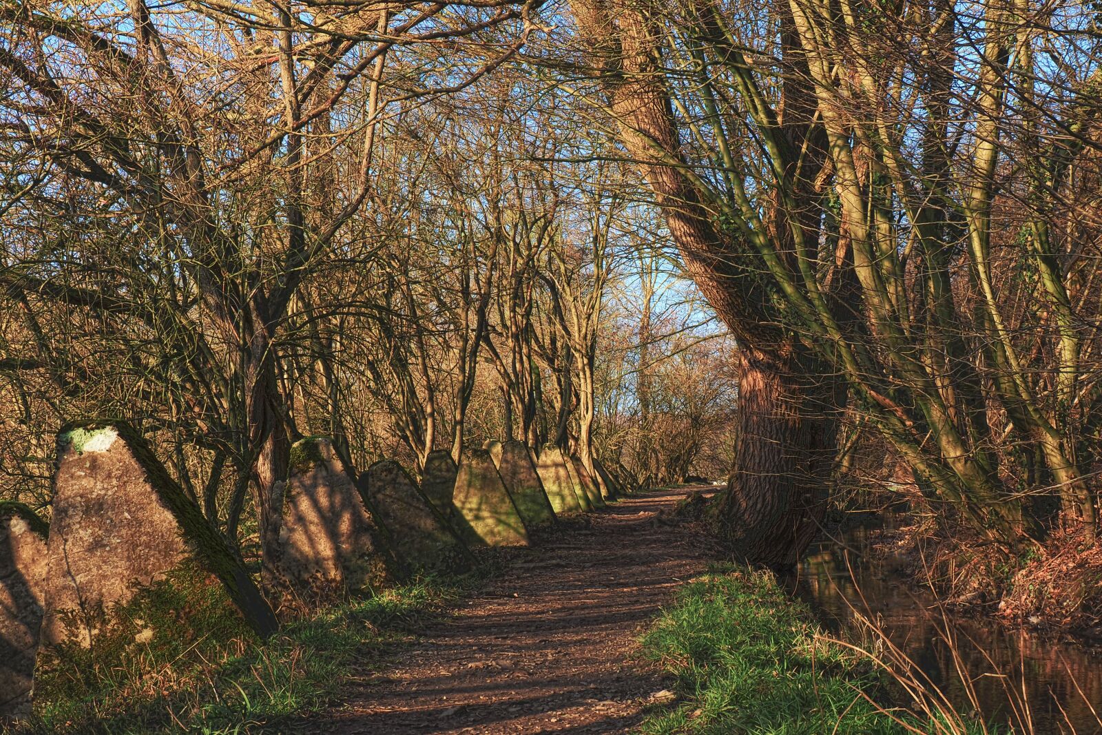 Olympus OM-D E-M10 sample photo. Tree, nature, landscape photography