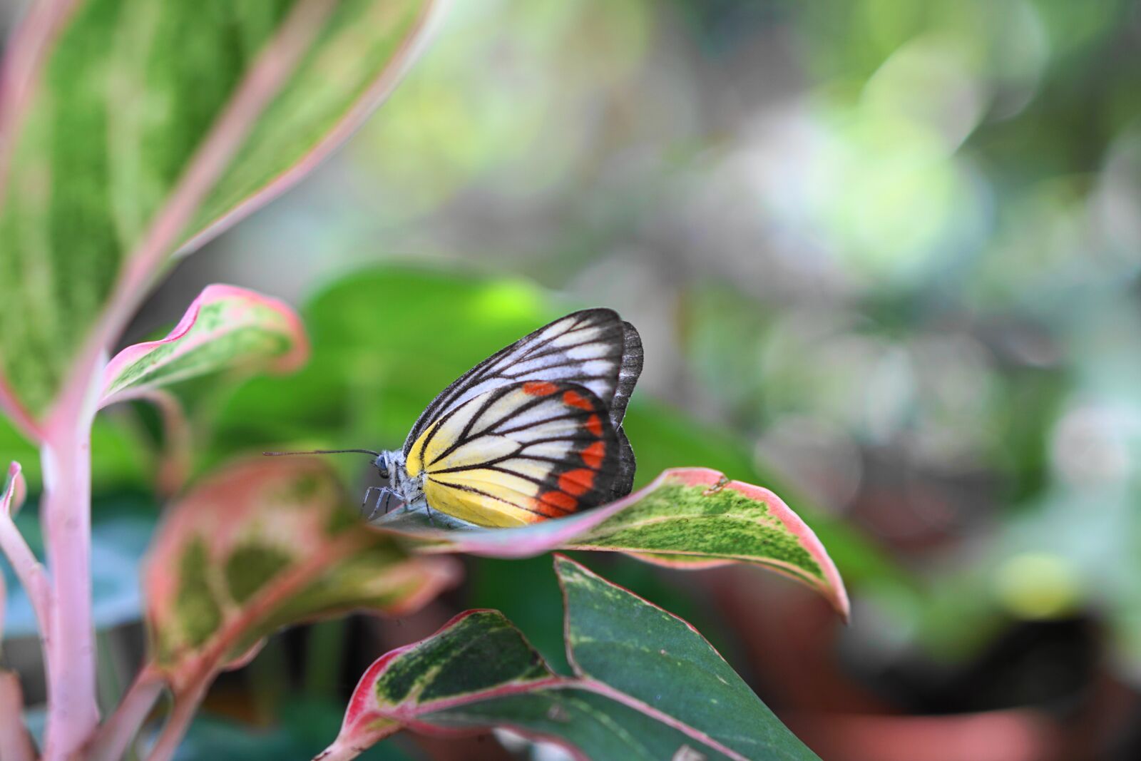 E 50mm F1.8 OSS sample photo. Insects, nature, butterfly photography