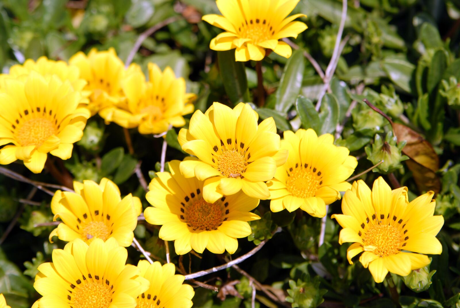 Nikon D200 sample photo. Jeju, jeju olle trail photography