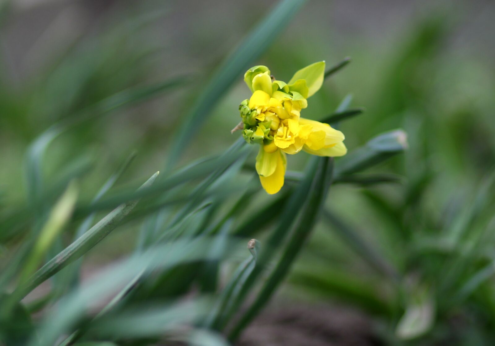 Canon EF 85mm F1.8 USM sample photo. Daffodil, yellow, flowers photography