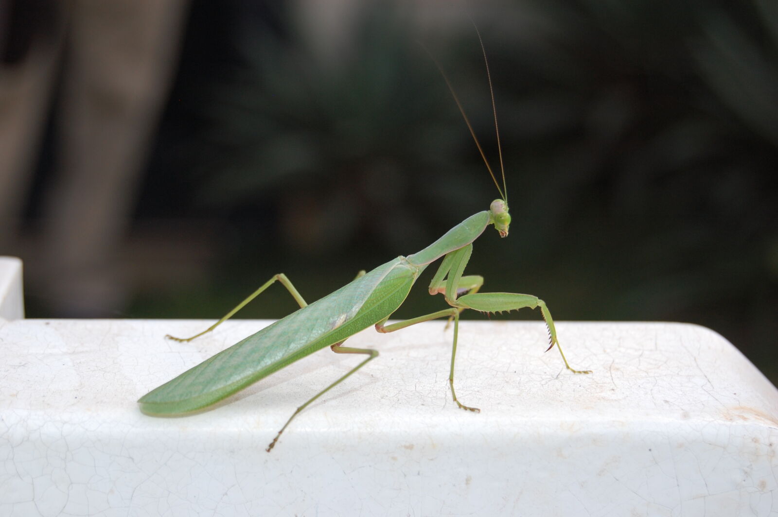 Nikon D40 + Nikon AF-S DX Nikkor 18-55mm F3.5-5.6G II sample photo. Praying, mantis photography