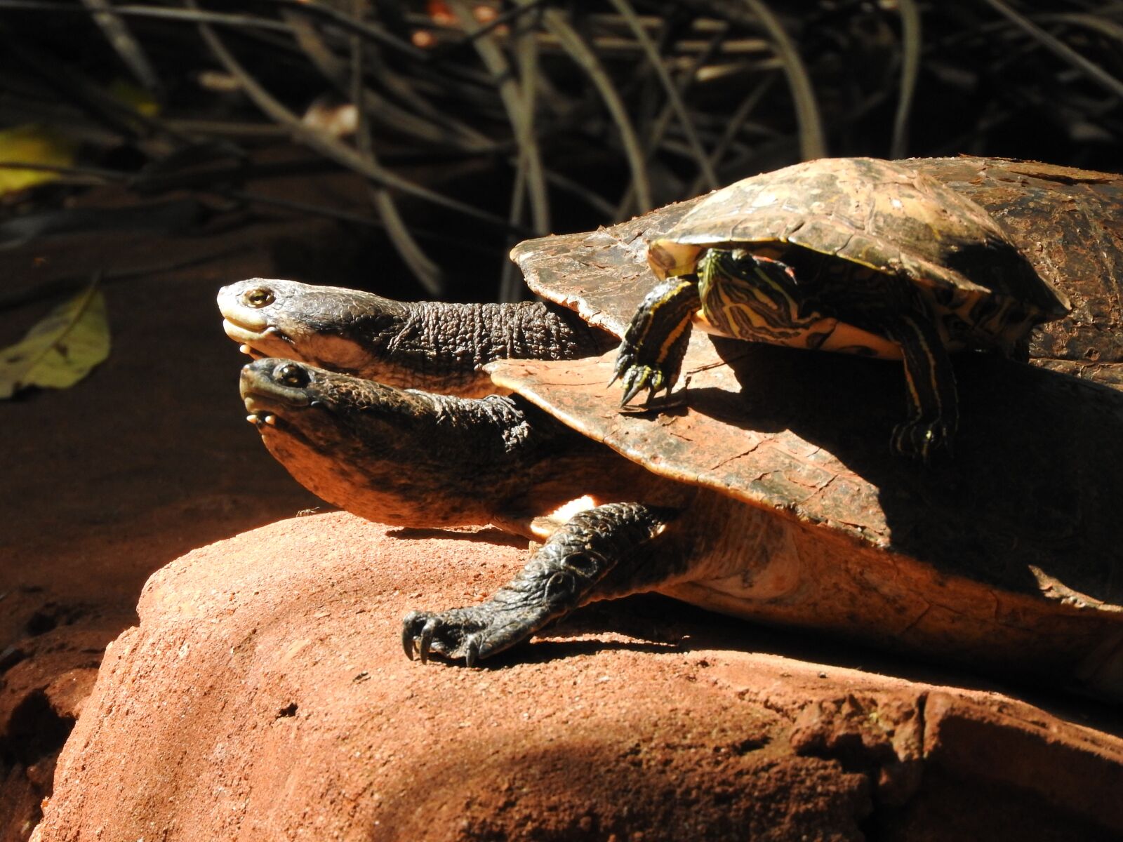 Nikon Coolpix P610 sample photo. Turtle, animal, tortoise photography