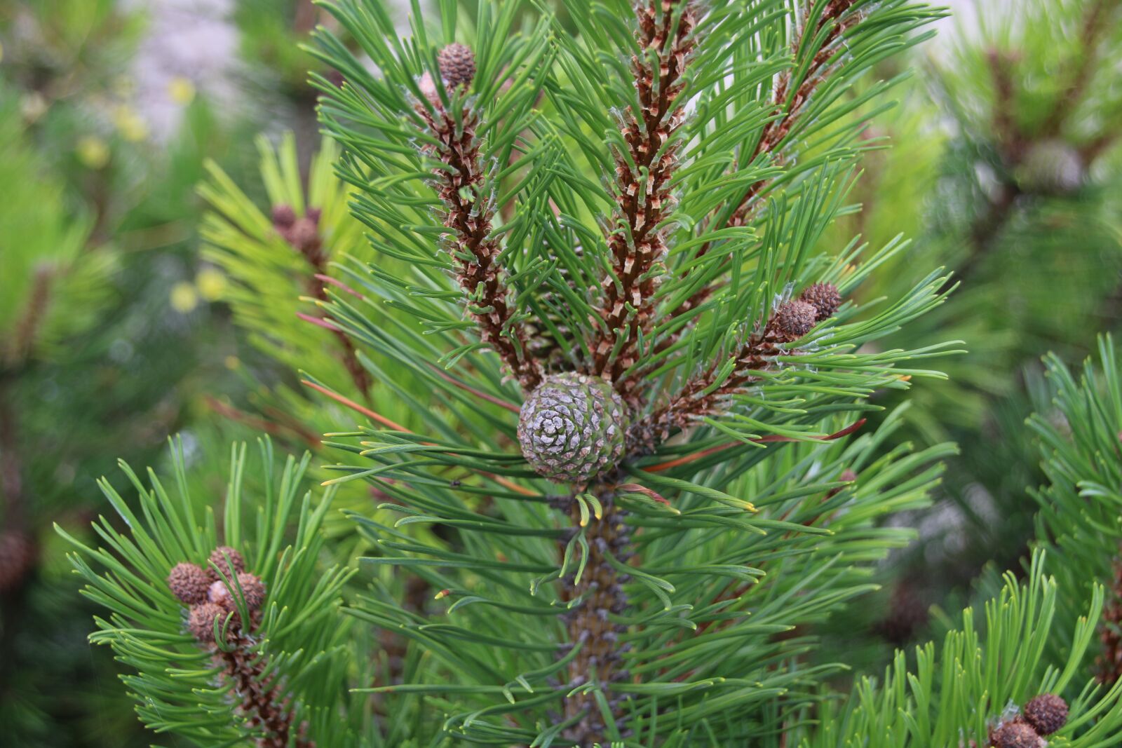 Canon EOS 750D (EOS Rebel T6i / EOS Kiss X8i) sample photo. Nature, fir tree, tap photography