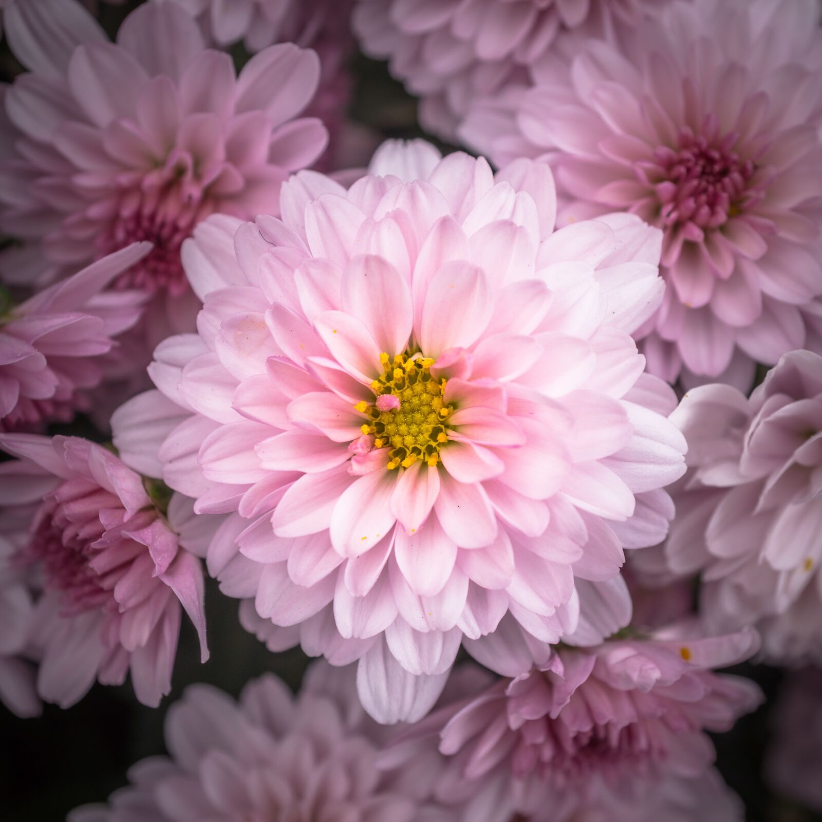 Sony Alpha NEX-5N + Sony E 30mm F3.5 Macro sample photo. Chrysanthemum, autumn, flowers photography