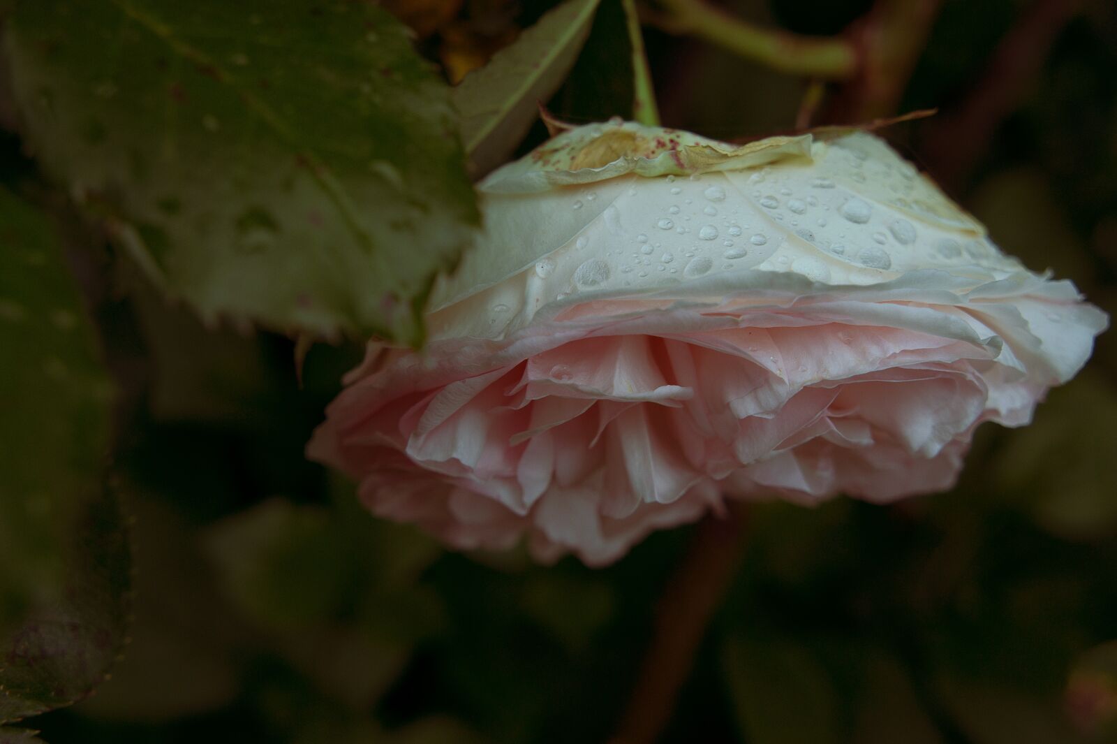 Sony Alpha NEX-3 + Sony E 18-55mm F3.5-5.6 OSS sample photo. Pink, garden, rain photography