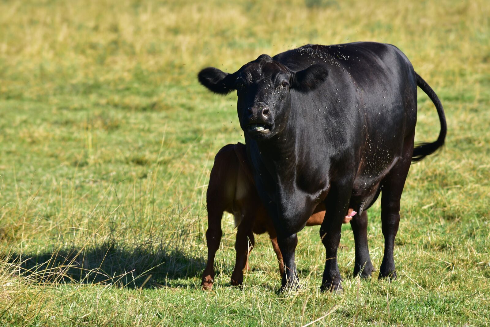 Nikon D750 sample photo. Beef, cow, calf photography